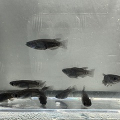 オロチ ダルマ〜ショート 3ペア＋α(種親は夢中めだか様から購入)の画像