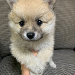 ポメラニアン女の子！パピー！ご家族募集！
