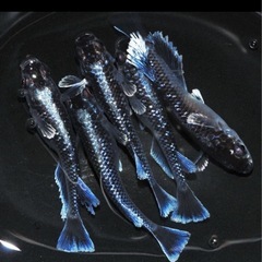 メダカの稚魚　ミッドナイトフリル体外光タイプ　20匹＋3匹1000円の画像