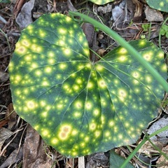 石蕗　ほたるの画像