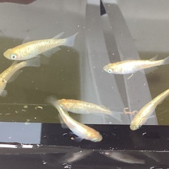 驚安❗️メダカ　蜜柑新系統　の画像