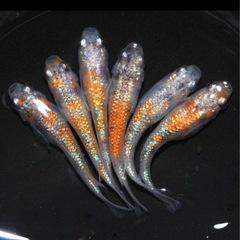メダカの稚魚　みかん三色　20匹＋3匹　1000円の画像