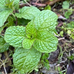 ミント苗の画像