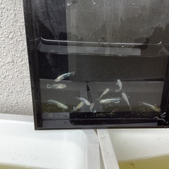 (お話し中) 驚安❗️メダカ　エメキン画像全ての画像