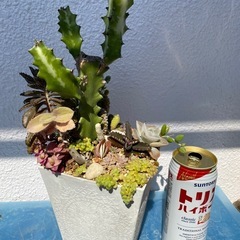 多肉植物寄せ植えの画像