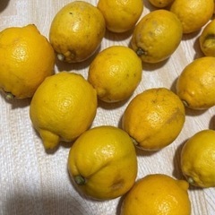 レモン　(B級品)の画像