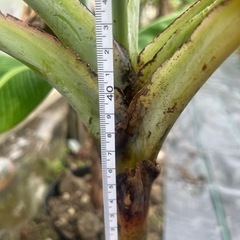 三尺バナナ　苗　家庭菜園　ガーデニング　農業の画像