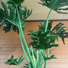 セロームの画像