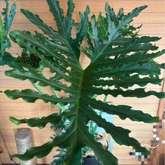 セロームの画像