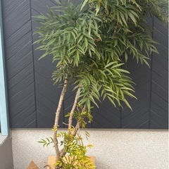 マホニアコンフューサ 1.3mの画像