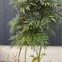 マホニアコンフューサ 1.3mの画像