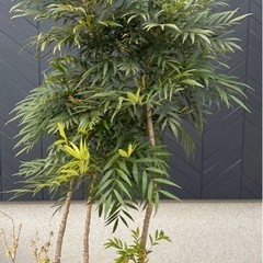 マホニアコンフューサ 1.3mの画像