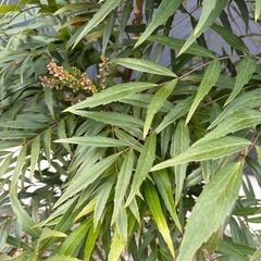 マホニアコンフューサ 1.3mの画像