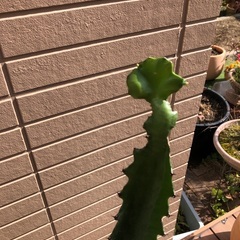 ユーフォルビア　ラクテア　観葉植物③　グリーンの画像