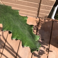 ユーフォルビア　ラクテア　観葉植物③　グリーンの画像