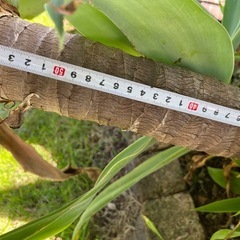 アガベ　アテナータの画像