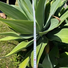 アガベ　アテナータの画像