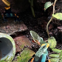 ヤドクガエルの画像