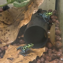 ヤドクガエルの画像