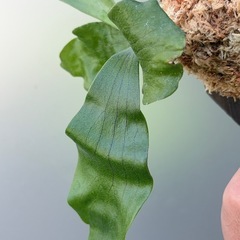 ビカクシダ.ヒリーcv.papaoの画像