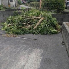 伐採、15Mまでの高木であれば受付ます！先ずはお見積りを！