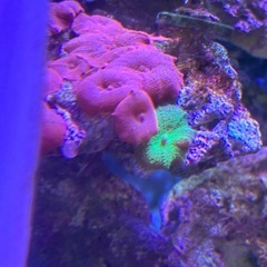 ライブロック　サンゴの画像