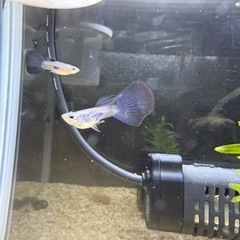 ブルーグラス  グッピー  ブラオ   3匹の画像