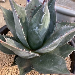 パラパラの画像