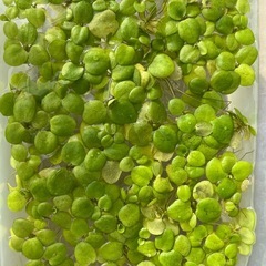 アマゾンフロックビットの画像