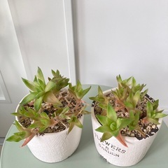 多肉 レア ハオルチア 斑入 京の舞 植物の画像