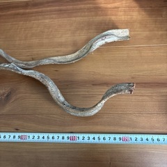 カメレオン　レイアウト　散歩　木　飼育　　　の画像