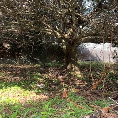 植木　ツゲとモミの木？の画像