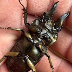 オオゴンオニ（ローゼン）B品♂単の画像