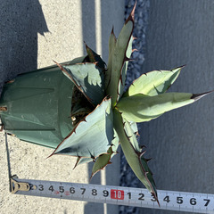 アガベチタノタブルー実生（3号スリット鉢付）の画像