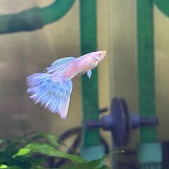 差し上げます　グッピー　RREA　ブルートパーズ　幼魚　引き取り限定の画像