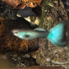 グッピーミックス⭐︎（国産）の画像