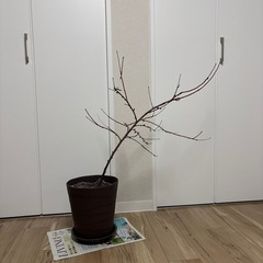 桃の木　実生の画像