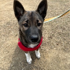 メガネが可愛い！困り顔の阿波犬「柿実kakim」iちゃん