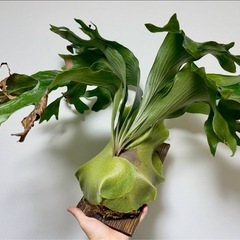 ビカクシダ  ヒリー ンガサイの画像