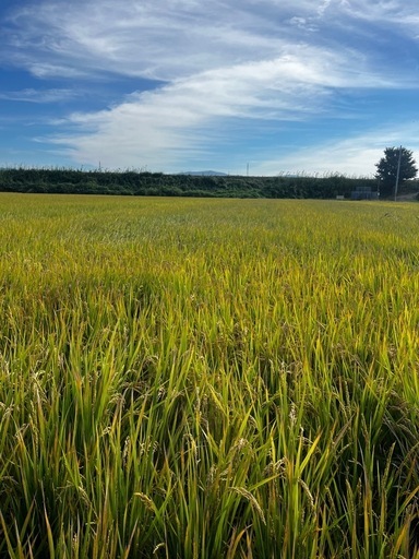 令和７年産　ひのひかり　玄米30キロ