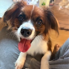 垂れ耳パピヨン ♂