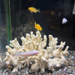 熱帯魚③まとめてシクリッド9匹の画像