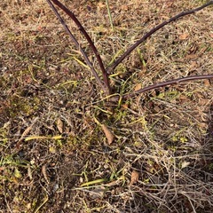 ブラックベリー　トリプルクラウン2年生の画像