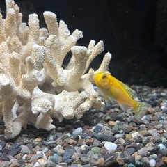 熱帯魚④シクリッド3匹の画像