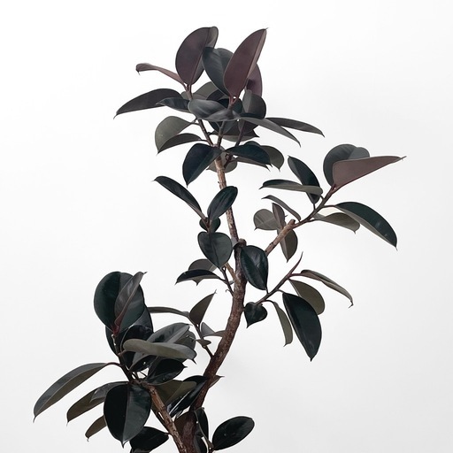 観葉植物 フィカス バーガンディ 155cm 8号