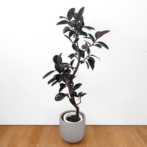 観葉植物 フィカス バーガンディ 155cm 8号