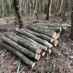 原木椎茸・キノコ栽培用 原木（コナラ・サクラ）の画像