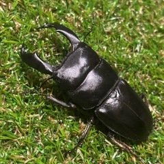 スマトラオオヒラタ(ペア)の画像