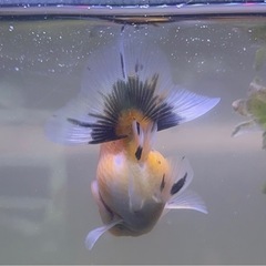 ローズテールオランダ 稚魚 2匹の画像