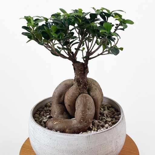観葉植物 ガジュマル
